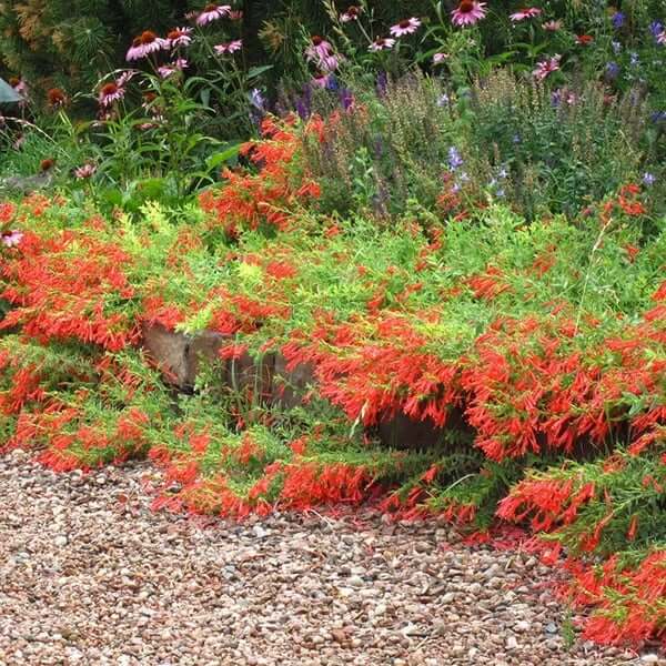 🐦"Hummingbird Carpet"🌸Epilobium garrettii – Rainbow Burst 🌈