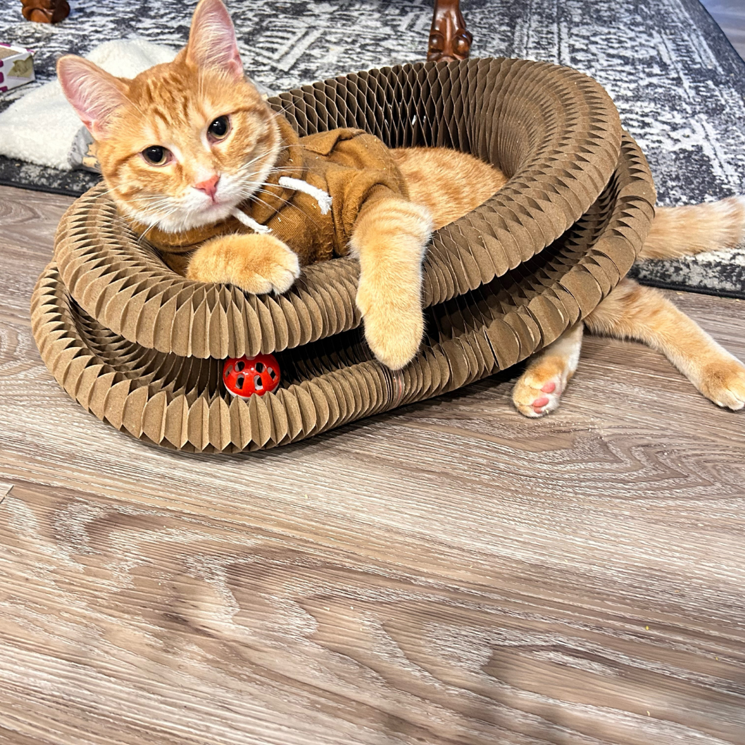 7 reasons why Kitty Kurlz is driving cats absolutely WILD (even the picky ones who ignore everything!)